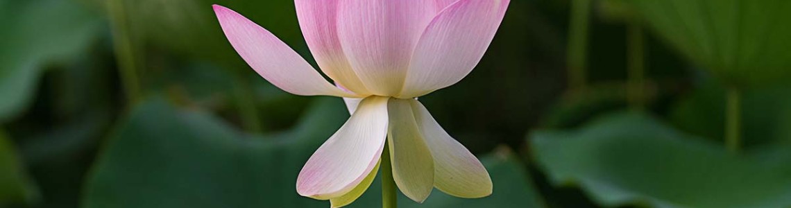 Lotus Lotus